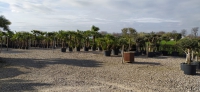 Palmen-und-Olivenbaum-Verkauf-2020-10