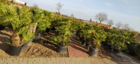 Palmen-und-Olivenbaum-Verkauf-2020-6