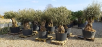 Palmen-und-Olivenbaum-Verkauf-2020-7