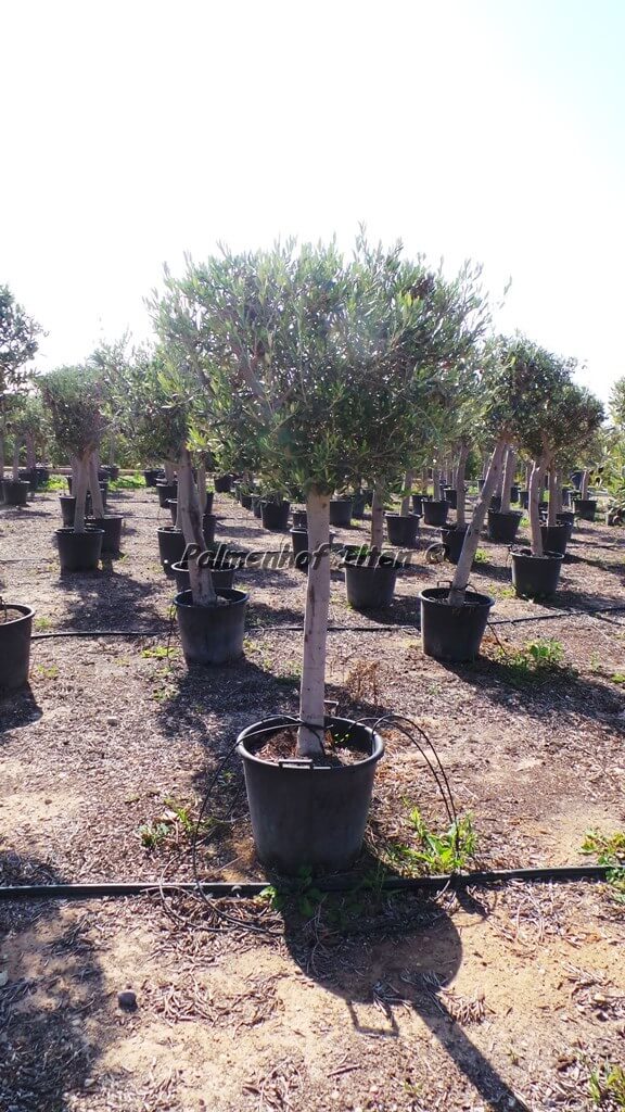 Junger Olivenbaum Hochstamm Kaufen