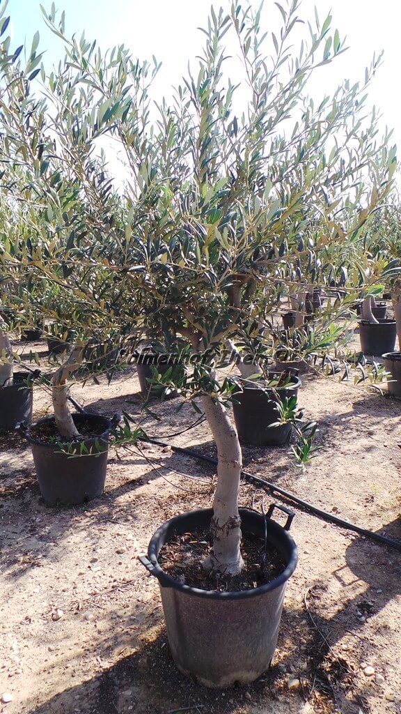 Junge Olivenbäume mit kurzen Stamm oder als Hochstamm kaufen