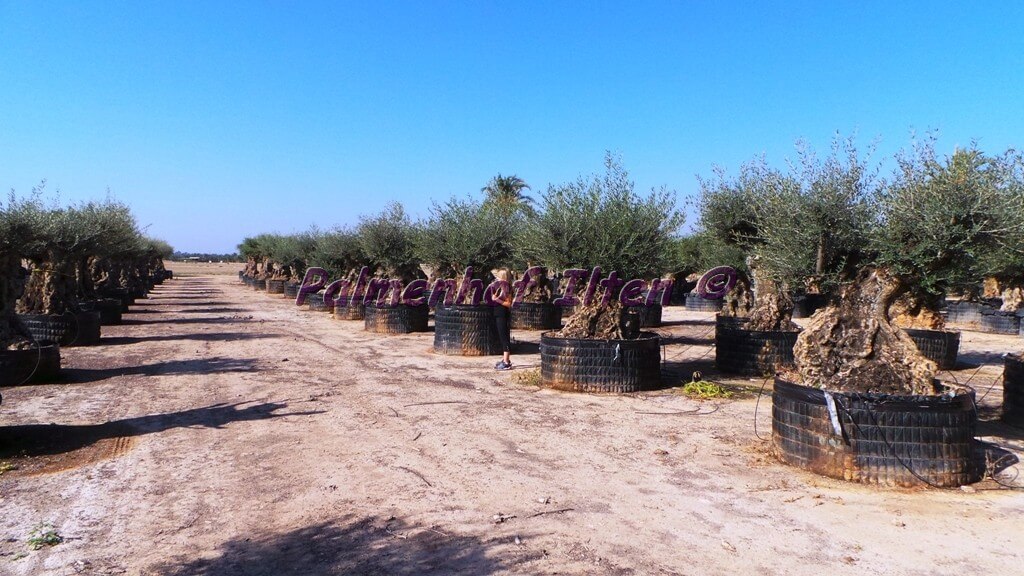 Olivenbäume auf unserer Plantage