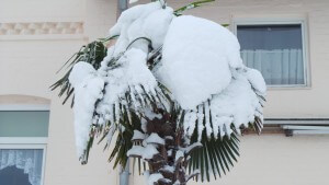 Diese Winterharte Palme hat den Winter 2016 ohne Schäden überlebt