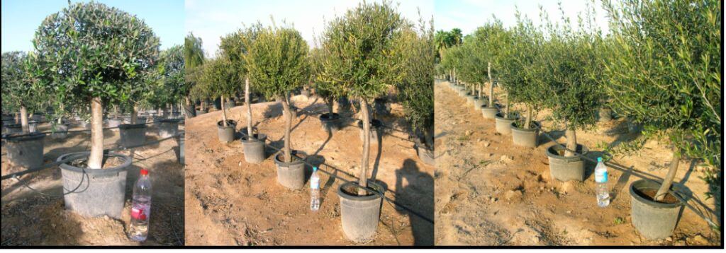 Winterharte junge Olivenbäume