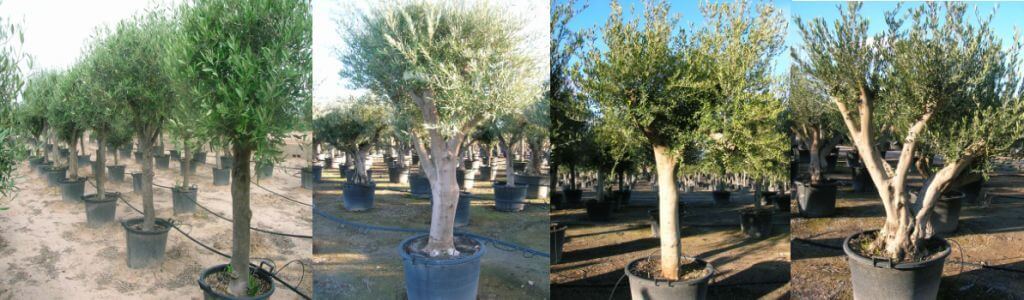 Olivenbäume mit junger Haut kaufen