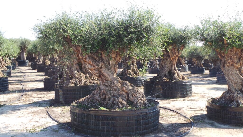 Knorrigen Olivenbaum kaufen