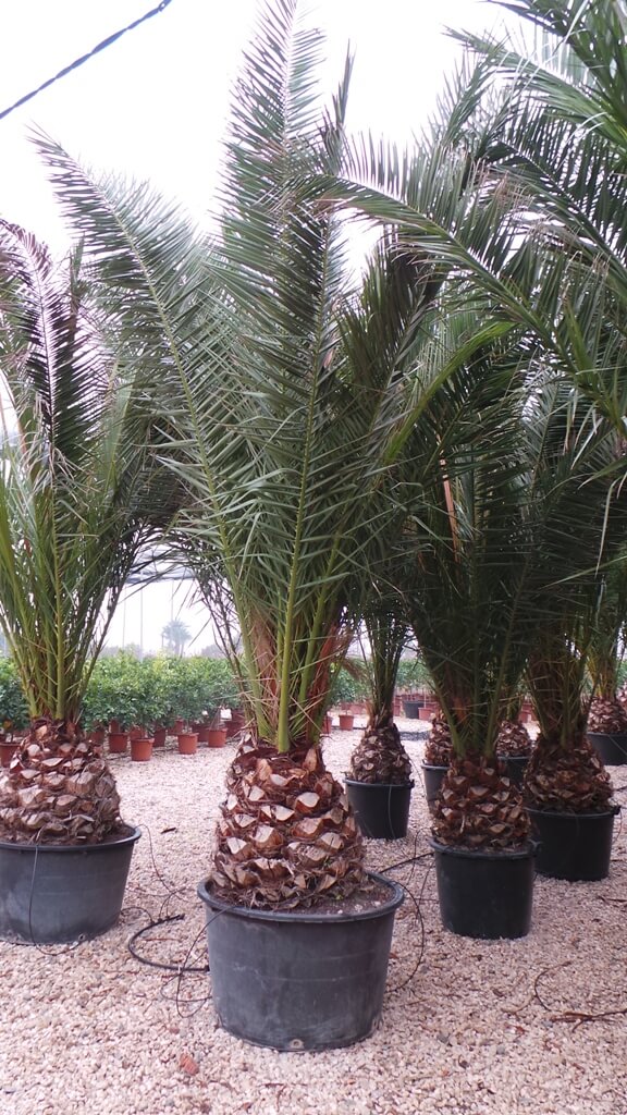 Palmen kaufen winterhart - Nehmen Sie dem Liebling der Tester