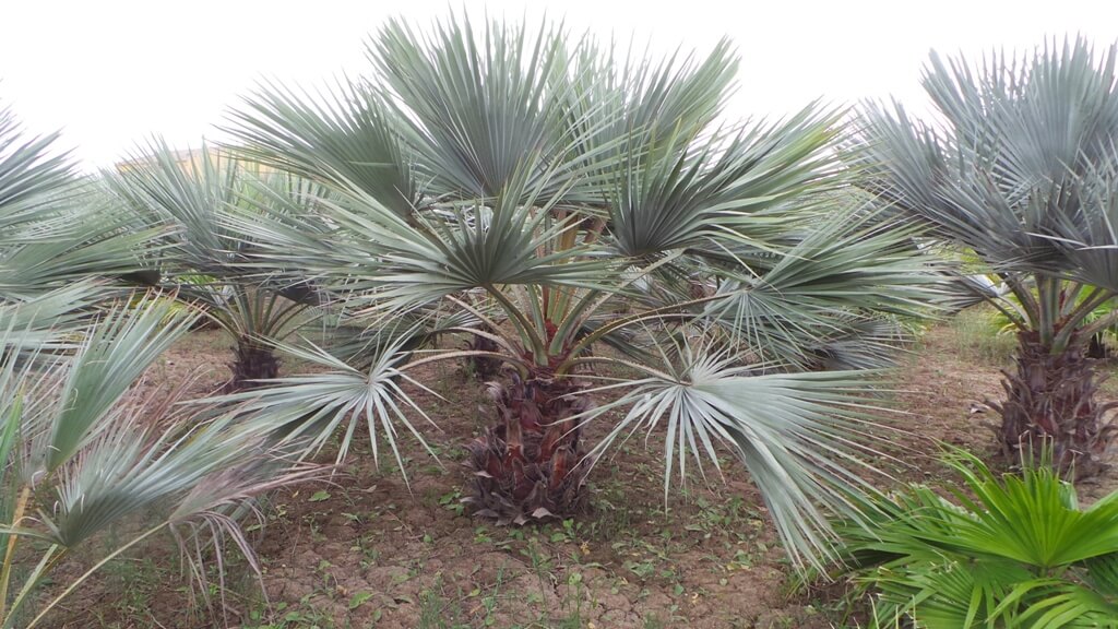 Palmen kaufen winterhart - Die qualitativsten Palmen kaufen winterhart im Überblick