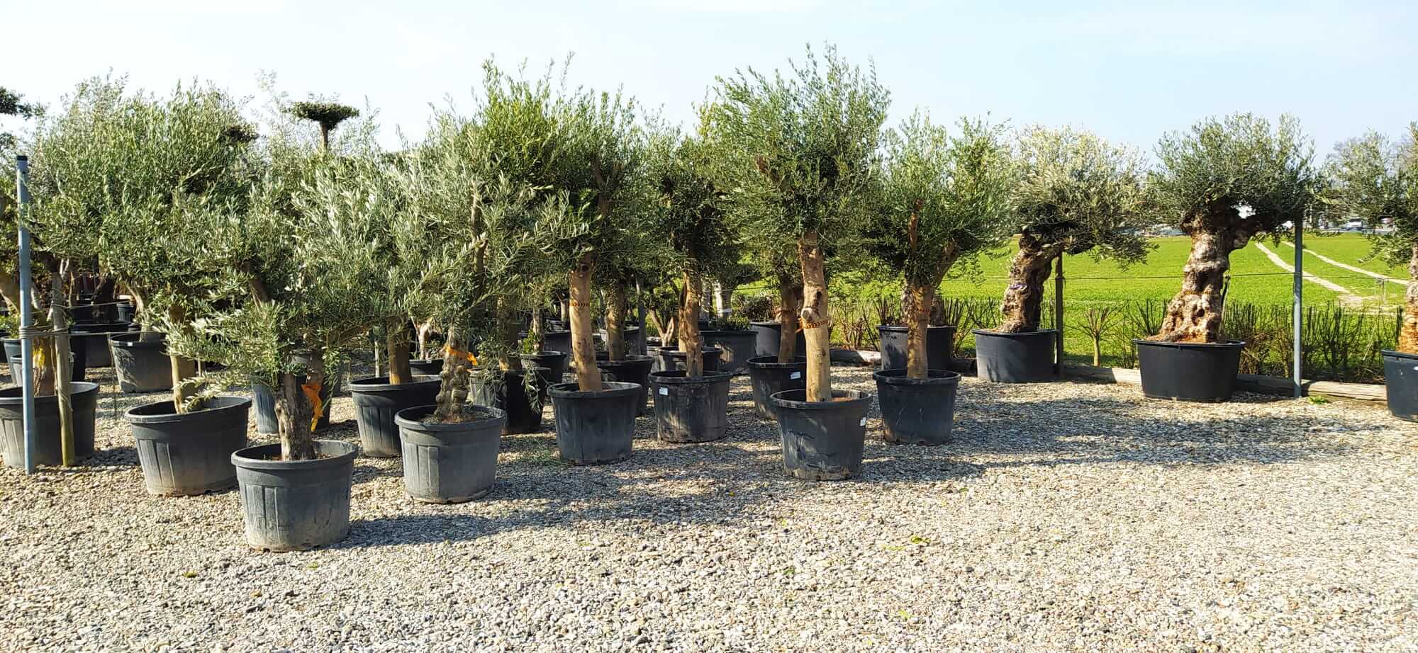 Junge Olivenbäume mit dickeren Stamm für den Garten